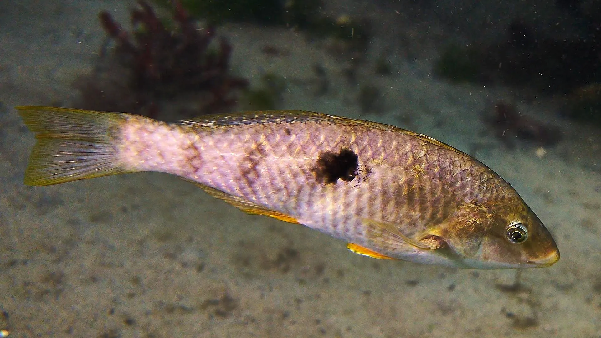 Sex swap in seconds: The fish that takes charge and changes gender
