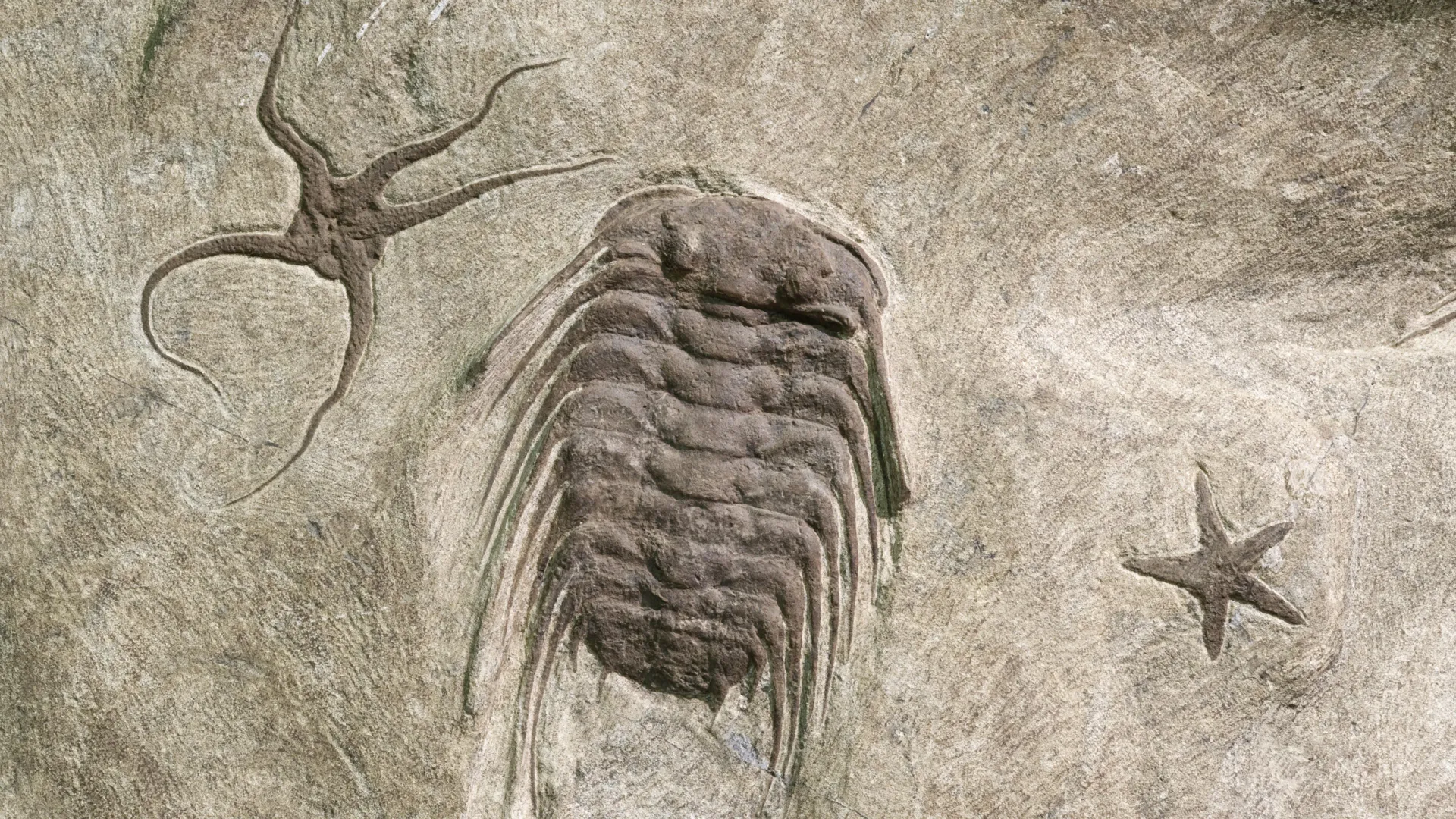 These 545-million-year-old fossil trails just rewrote the story of evolution