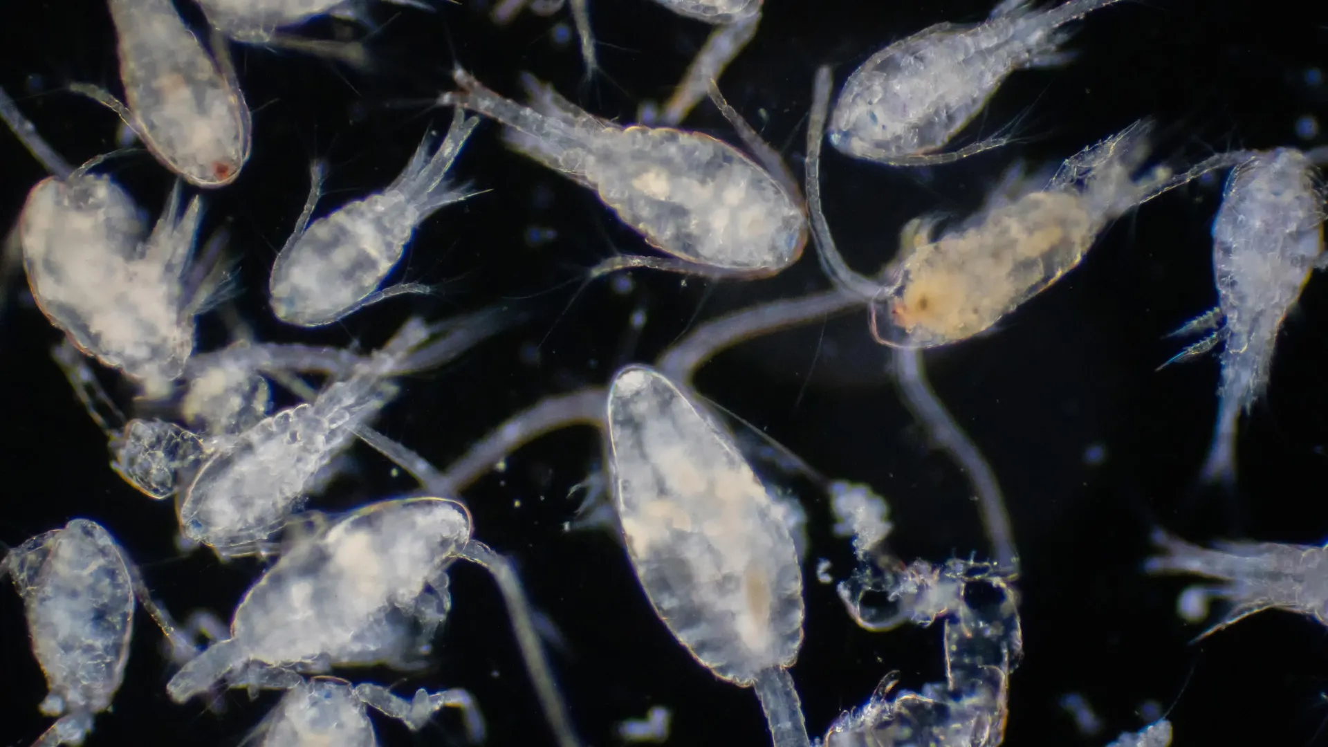 Tiny creatures, massive impact: How zooplankton store 65 million tonnes of carbon annually